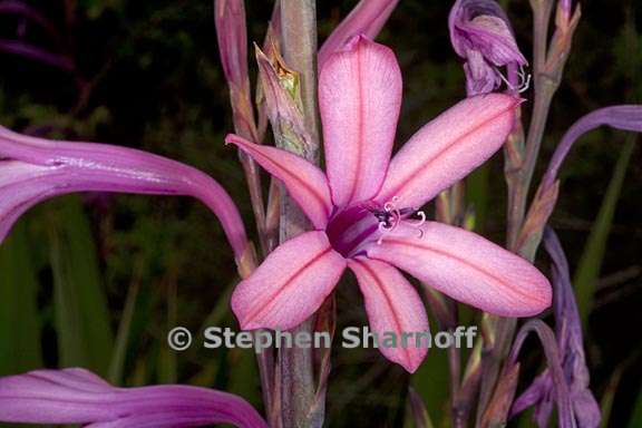 watsonia pyramidata 3 graphic